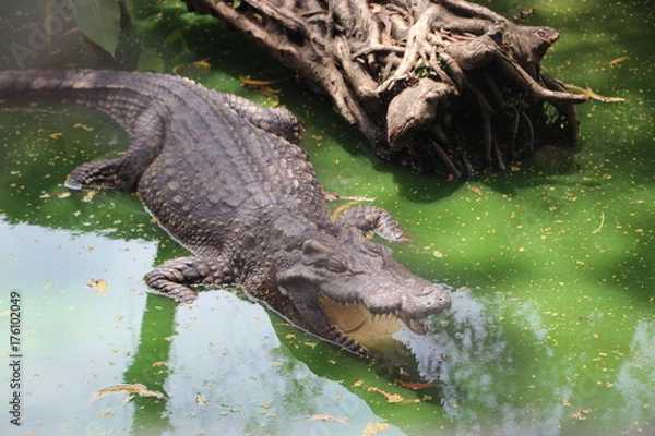 Fototapeta CROCODILE
