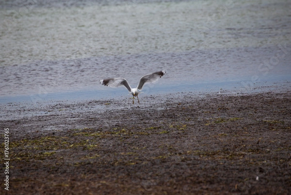 Obraz Möwe fängt einen Wurm im Flug