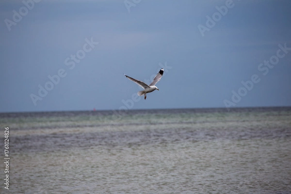 Obraz Möwe in der Luft