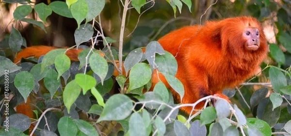 Fototapeta Tamarin-lion doré