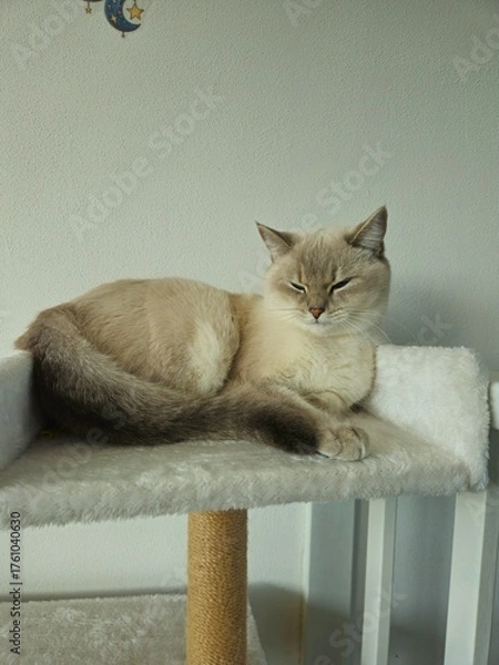 Obraz Cute cats playing on cat tower on white background isolated. Cute funny cat tree in the living  room with scratcher. Beautiful cat resting. British shorthair cat.  