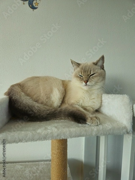 Obraz Cute cats playing on cat tower on white background isolated. Cute funny cat tree in the living  room with scratcher. Beautiful cat resting. British shorthair cat.  