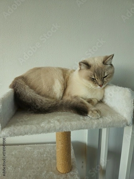 Obraz Cute cats playing on cat tower on white background isolated. Cute funny cat tree in the living  room with scratcher. Beautiful cat resting. British shorthair cat.  