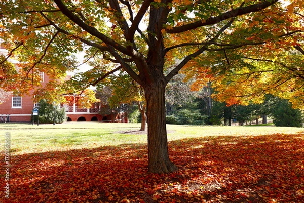 Fototapeta Beautiful university campus grounds in autumn