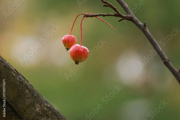 Obraz apples on a branch