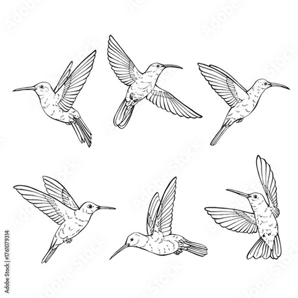 Fototapeta Set of hummingbirds collection of various position. Hand drawn vector illustration.