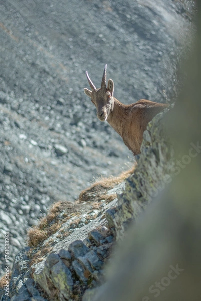 Fototapeta Vertical photo of an Alpine ibex (Capra ibex) emerging from a sheer rock facing into the void. Alps Mountains