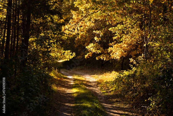 Fototapeta droga droga przez las jesienią podczas złotej godziny. wieczorne słońce zjawiskowo rozświetla liście na drzewach