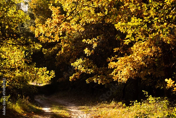 Fototapeta droga droga przez las jesienią podczas złotej godziny. wieczorne słońce zjawiskowo rozświetla liście na drzewach