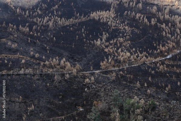 Obraz Floresta queimada pelos incendios