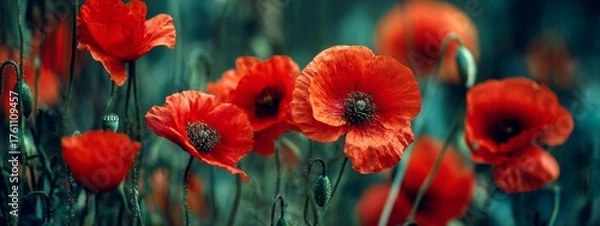 Fototapeta Dramatic Poppy flowers field. Anzac day banner. Remember for Anzac, Historic war memory. Anzac background. Poppy field, Remembrance day.