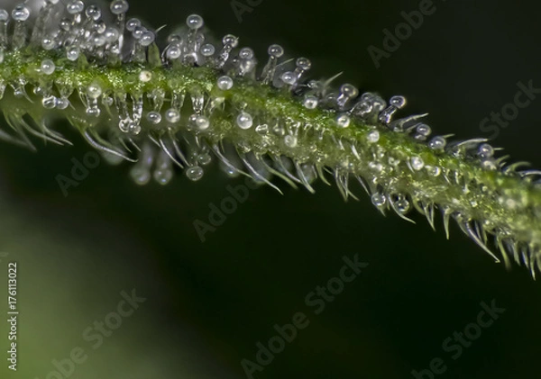 Obraz cannabis marihuana