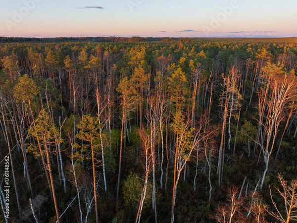 Fototapeta Aerial drone view of a vast Estonian bog forest with pine and birch trees at golden hour sunset.