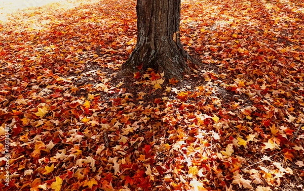 Fototapeta Red and Yellow Maple Leaves in Autumn