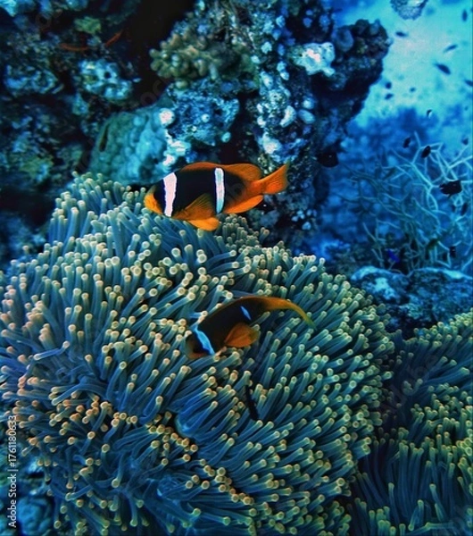 Obraz Clownfish and Host Anemone