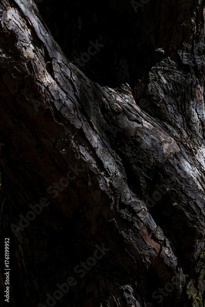 Obraz Light patterns on a tree trunk.