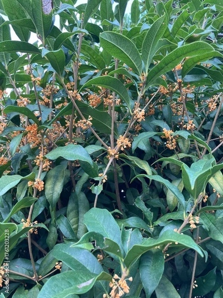 Obraz 秋に咲く金木犀