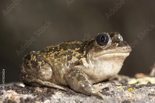 Fototapeta Common Spadefoot