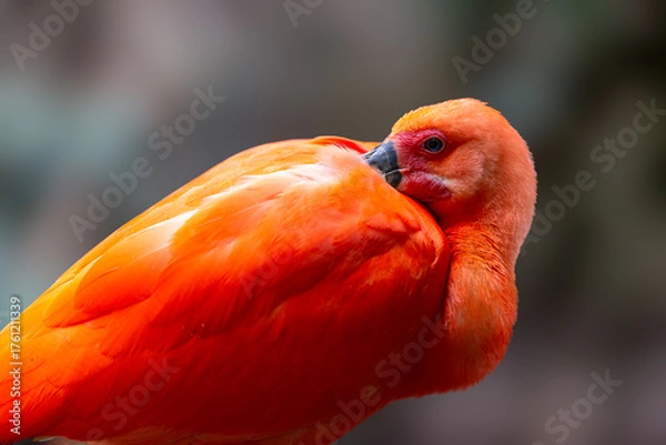 Fototapeta Close up of a Scarlet Ibis