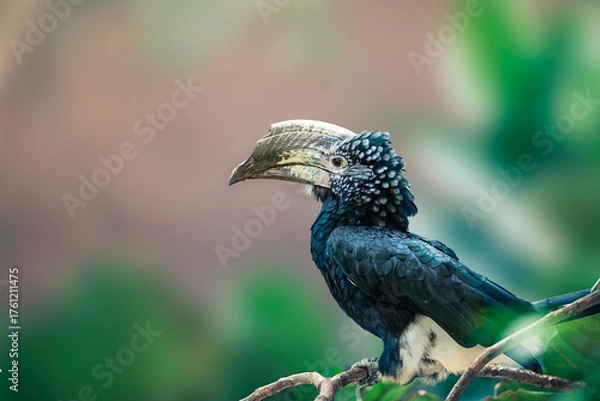 Obraz close up of a hornbill