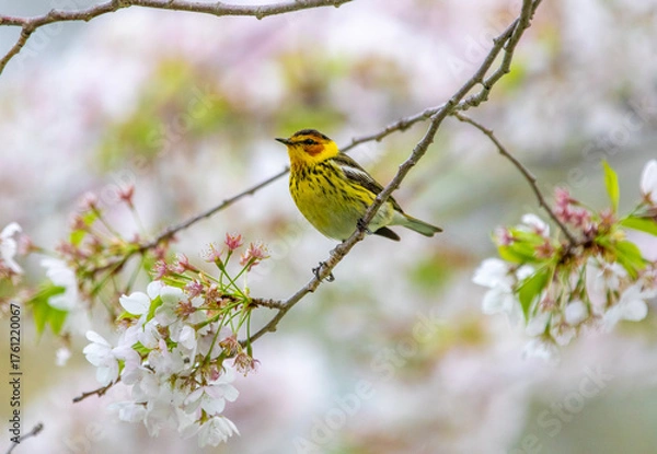 Fototapeta Close up of a Cape May Warbler bird