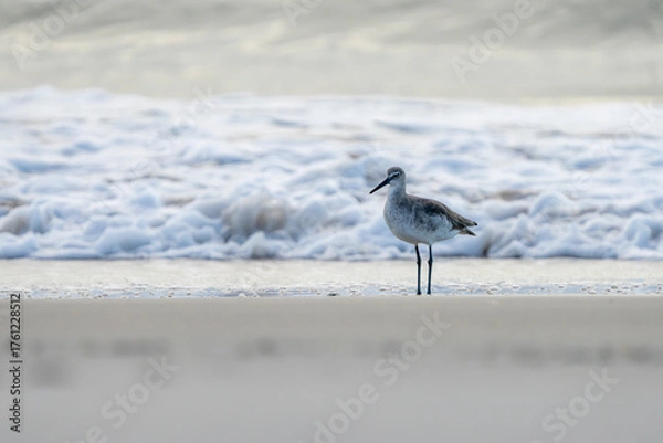 Obraz On the hunt for food at dawn.