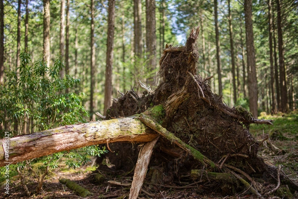 Fototapeta 森の中にあった倒木