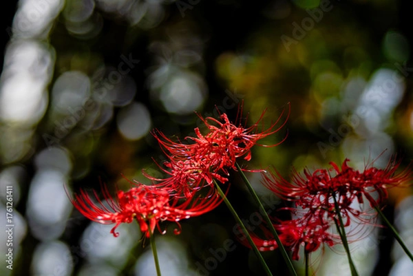 Obraz 妖艶な美しさで咲く彼岸花
