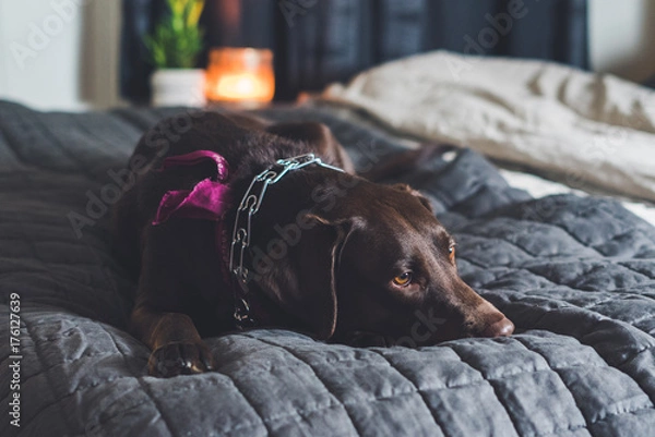 Obraz Labrador on beutiful bed