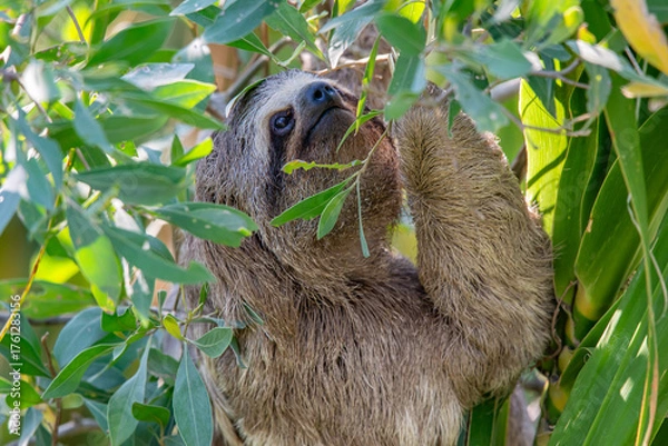 Obraz sloth eating leaves in tree