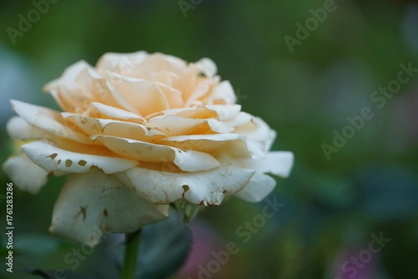 Fototapeta Single white rose in the garden.