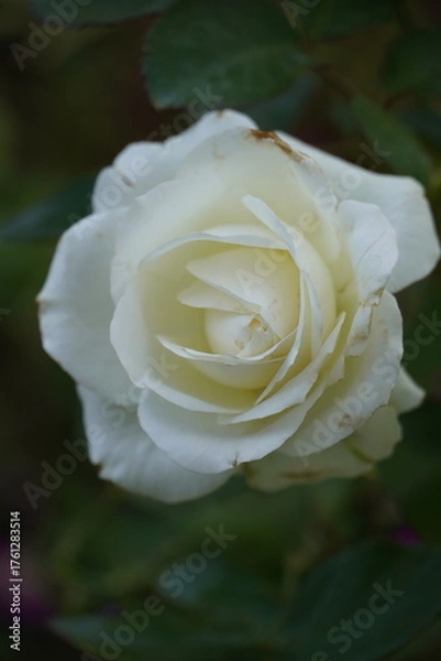 Obraz Single white rose in the garden.