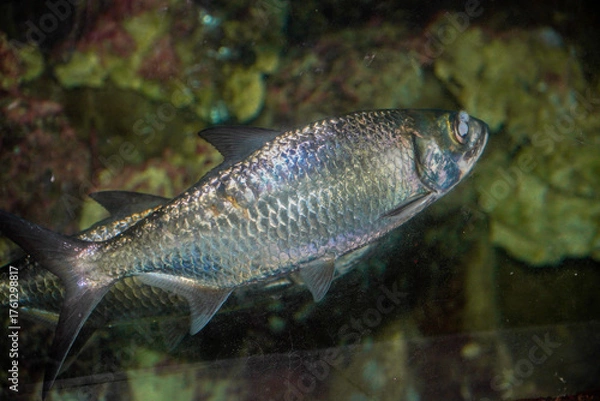 Fototapeta Close-up view of the Indo-Pacific moonfish with the scientific name Megalops cyprinoides.
