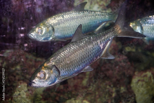 Fototapeta Close-up view of the Indo-Pacific moonfish with the scientific name Megalops cyprinoides.