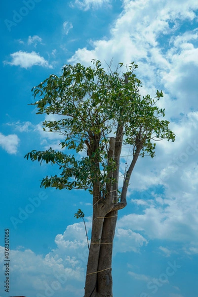 Fototapeta view of a large cotton tree against a backdrop of clear sky with beautiful white clouds.