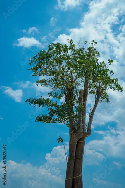 Fototapeta view of a large cotton tree against a backdrop of clear sky with beautiful white clouds.
