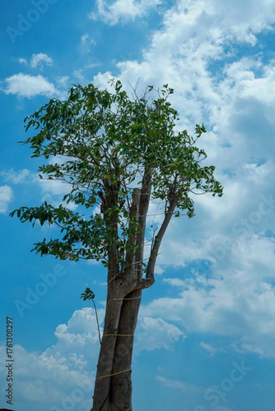 Fototapeta view of a large cotton tree against a backdrop of clear sky with beautiful white clouds.