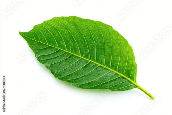Obraz Green Leaf Isolated on White Background