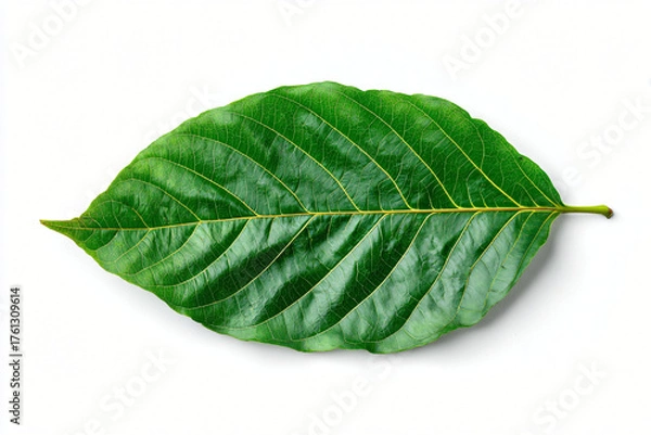 Obraz Green Leaf Isolated on White