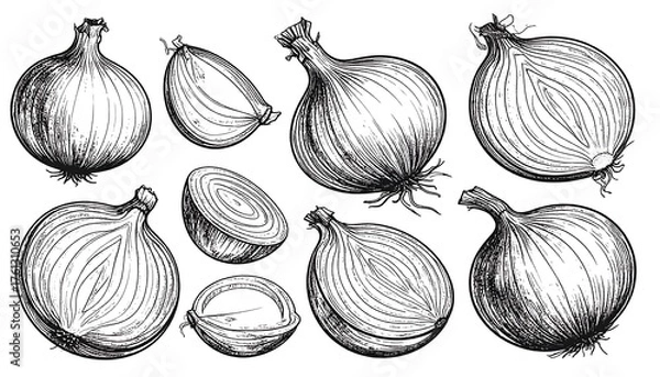 Fototapeta Hand-drawn sketch of various onions, whole and sliced