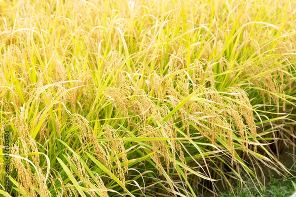 Fototapeta 稲穂