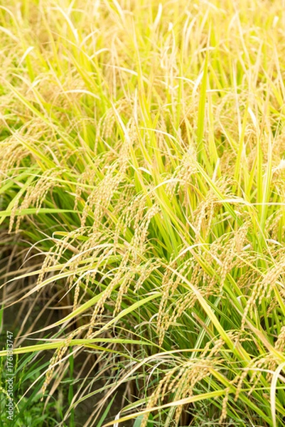 Obraz お米の稲穂