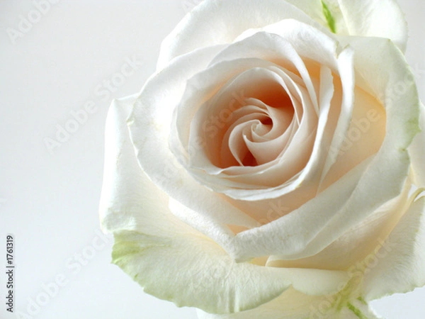 Obraz white rose on white background