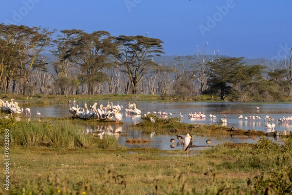 Fototapeta Large flock of Great White Pelicans (Pelecanus onocrotalus) resting along the muddy marshy shoreline of Lake Nakuru National Park in Kenya