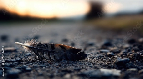Obraz Fallen Bird Feather on a Gravel Path at Sunset.