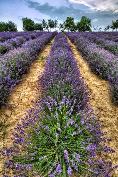Fototapeta Lavender