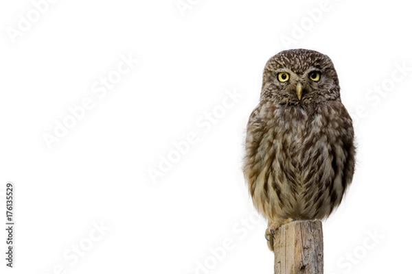 Fototapeta Owl
