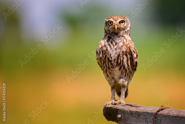 Fototapeta Owl
