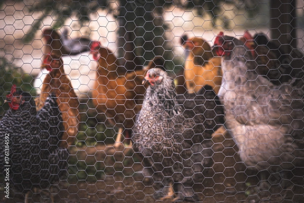 Obraz Chickens in a coop