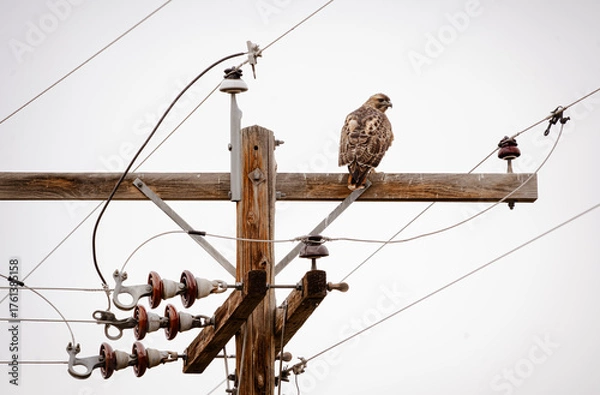 Obraz Hawk on a telephone wire